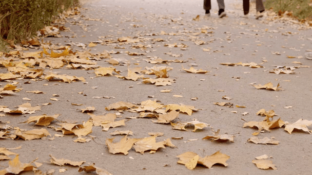 Fallen leaves scattered on a path