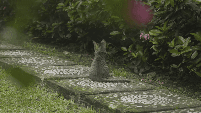 정원 길에 앉아 있는 아기 고양이