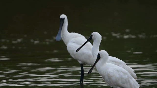 Three spoonbills walking along a quiet waterside