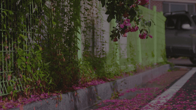 바닥에 흩뿌려진 분홍 꽃과 꽃잎