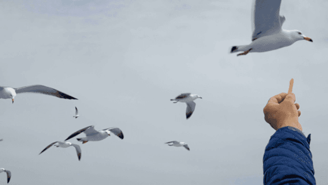 People feeding seagulls with snacks
