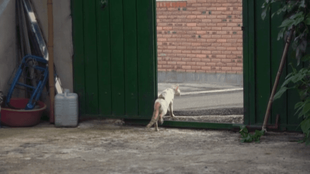 문 밖으로 나가는 고양이