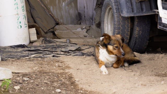 Brown dog on a leash lying next to a truck tire and resting