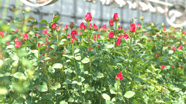 Red roses blooming in a greenhouse