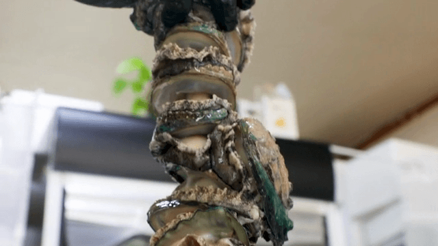 실내에서 준비 중인 신선한 전복