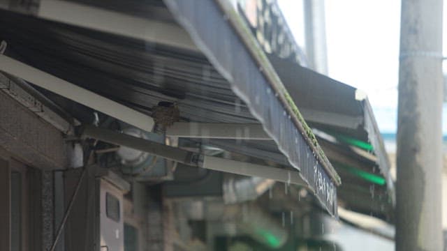 비 오는 날 가게 차양 아래 둥지를 짓는 작은 새