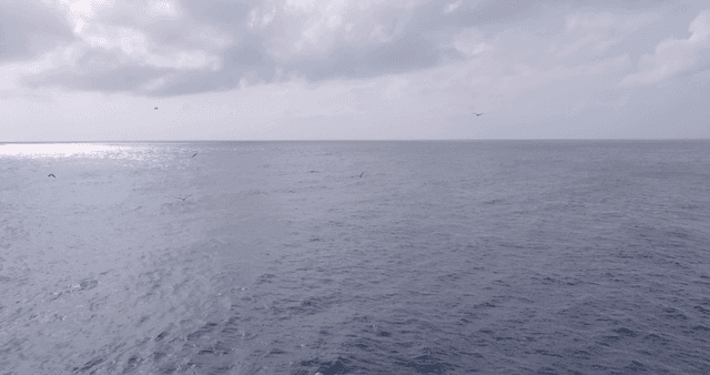 고요한 바다 위를 나는 갈매기들