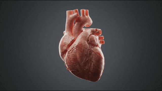 Detailed view of human heart model