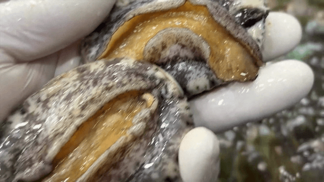 장갑 낀 손에 들린 신선한 전복