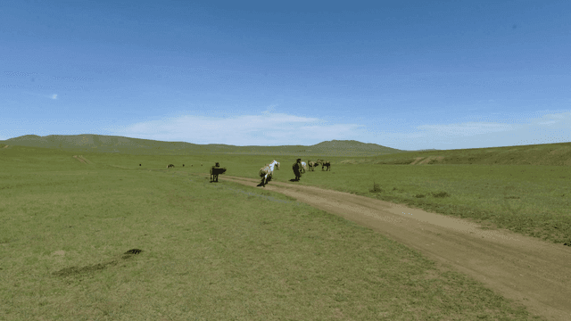 넓은 초원에서 풀을 뜯는 말들