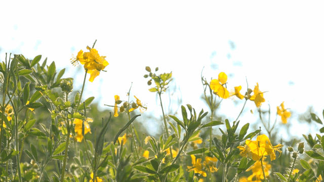 Yellow flowers blooming in a sunny field