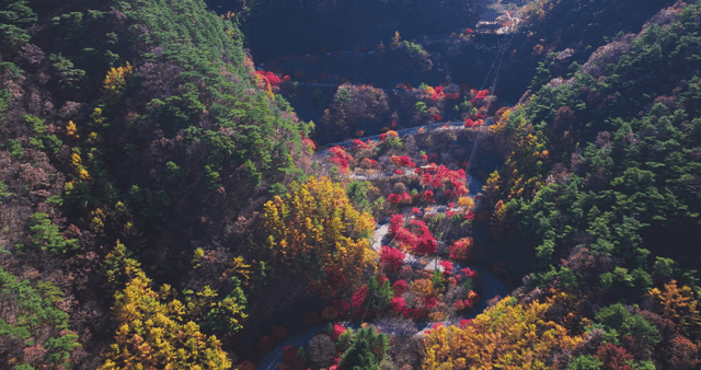 구불구불한 도로가 있는 가을 숲
