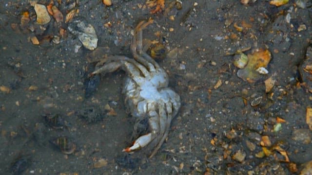 죽은 게를 먹는 조개들