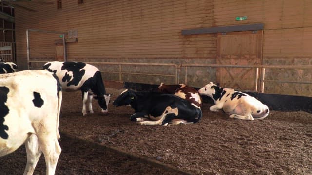 Milk cows resting inside a barn during the daytime