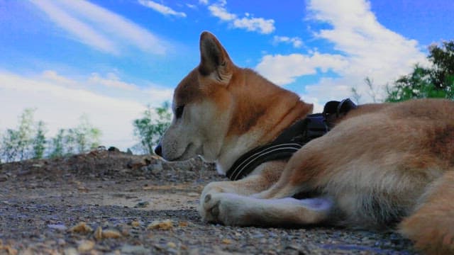 Dog Relaxing Outdoors with a Clear Sky