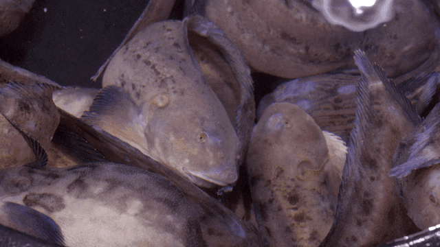 School of fish filling tank