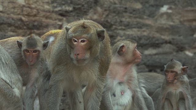 Group of monkeys gathered on rocky terrain