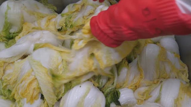 Sorting pickled cabbage while wearing rubber gloves