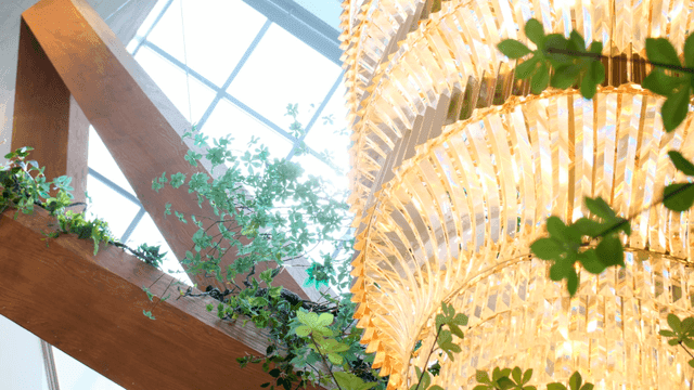 실내 샹들리에와 햇빛, 식물