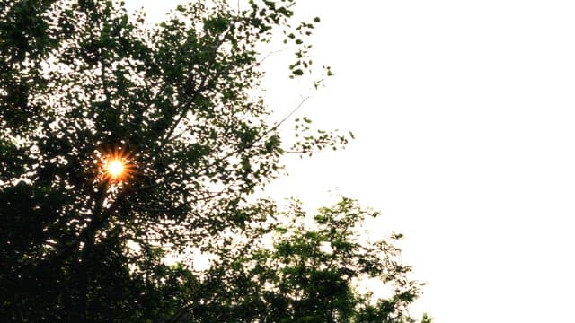 숲의 나뭇잎 사이로 내려다보는 도시 풍경