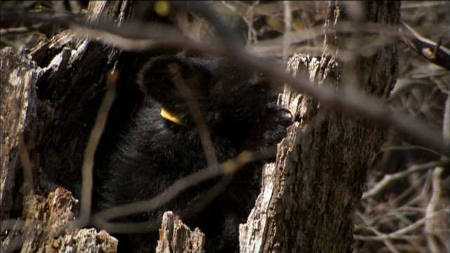 Bear in winter forest