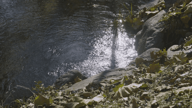 Calm river reflecting sunlight