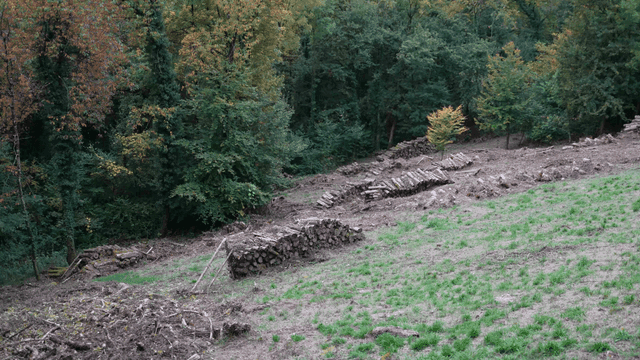 Clearing in forest filled with trees