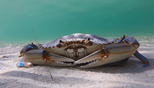 Crab resting on sandy bottom