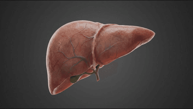 Detailed view of human liver