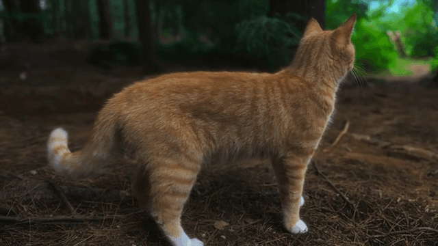 푸른 숲에 서 있는 고양이