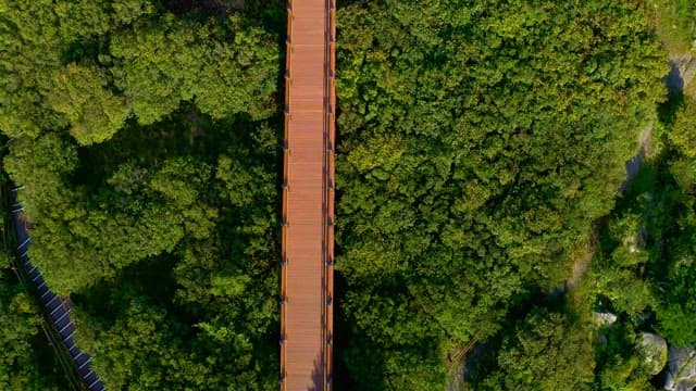 Wooden path through the forest