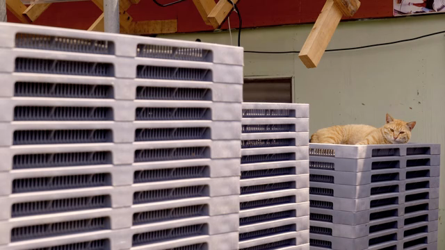 A cat resting on stacked plastic crates