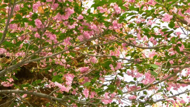 Cherry blossoms in full bloom on branches
