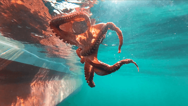 Octopuses swimming in sea near boat