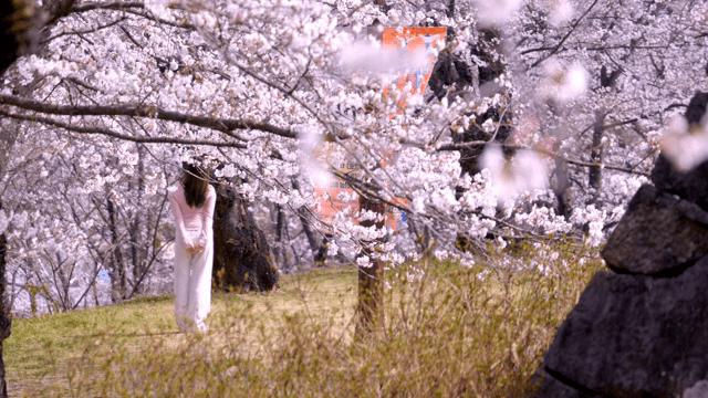 벚꽃이 만개한 풍경 속 여성