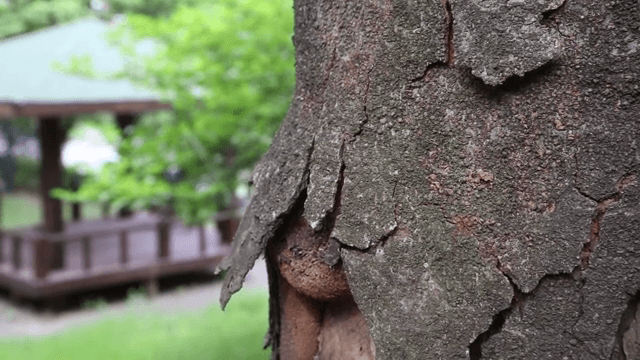 나무 위를 올라가는 개미