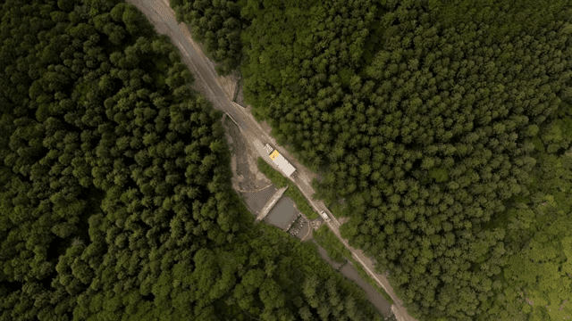 울창한 숲 속 도로를 가로지르는 차량