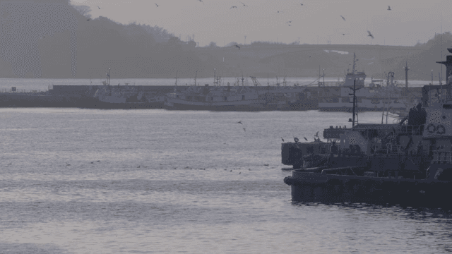 고요한 항구에 정박한 어선들