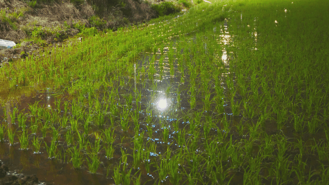 가로등 빛이 비치는 논