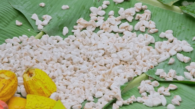 잎 위의 카카오 열매들