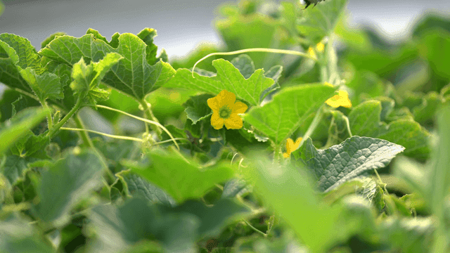 Bumblebees pollinating yellow flowers among green leaves