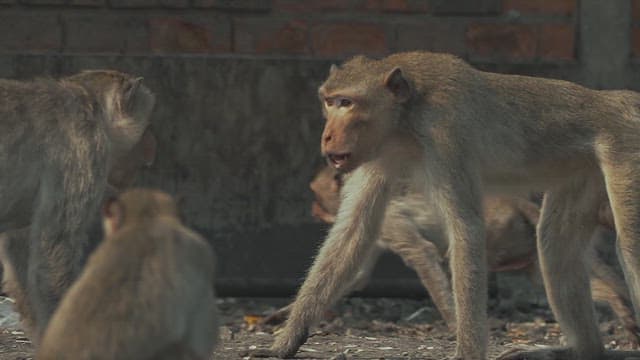 Monkeys Fighting on the Ground