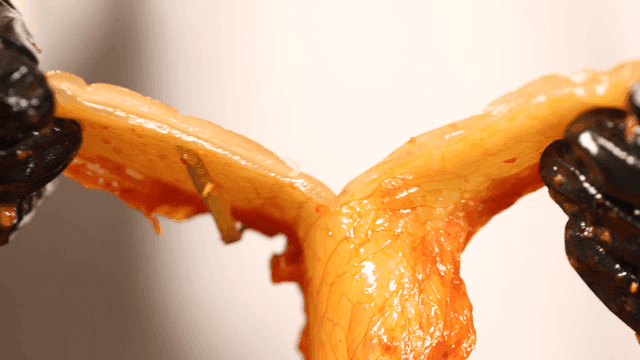 장갑 낀 손으로 찢어먹는 묵은지 한 조각