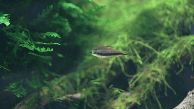 Small fish swimming in lush aquarium