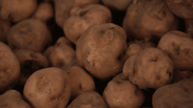 자루에 담긴 갓 수확한 감자