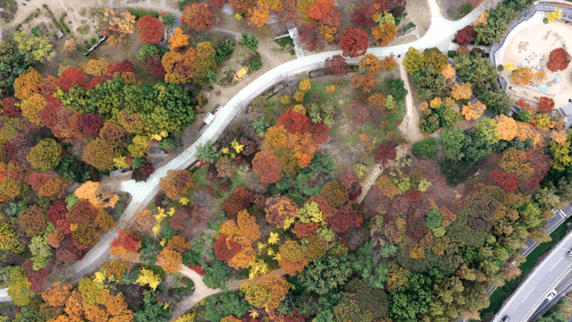 구불구불한 길이 있는 다채로운 가을 숲