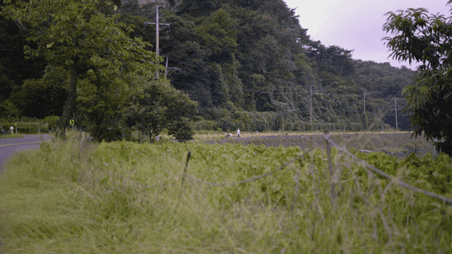 Green field with people walking their dogs in distance