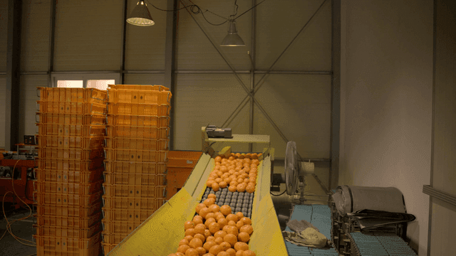 Tangerines on conveyor belt at factory