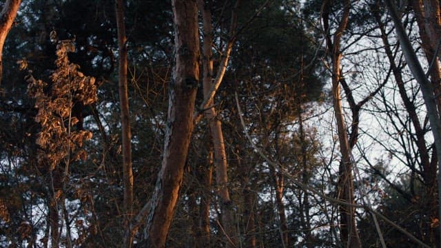 한적하고 황량한 숲을 비추는 햇살