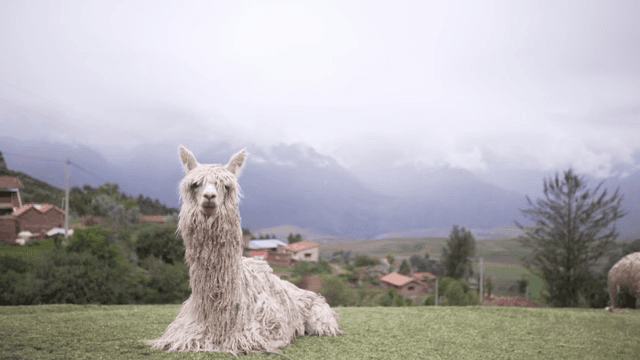 시골 풍경 속 알파카의 휴식